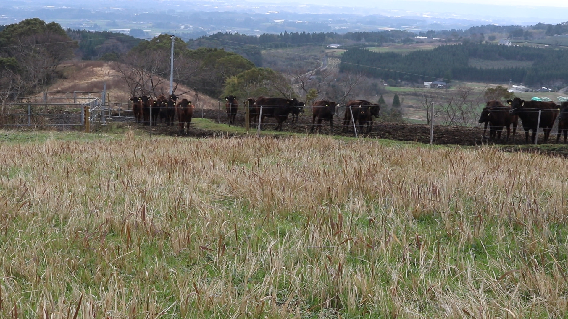 和牛生産農場-寿牧場